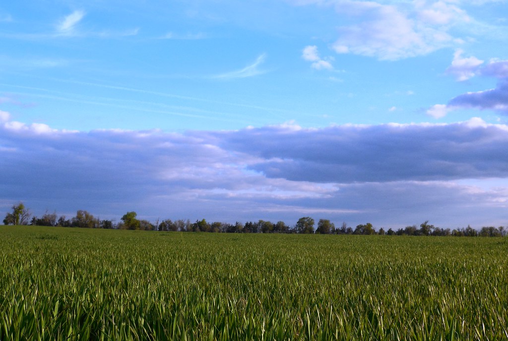 Wheat in Hemingford, Neb during May