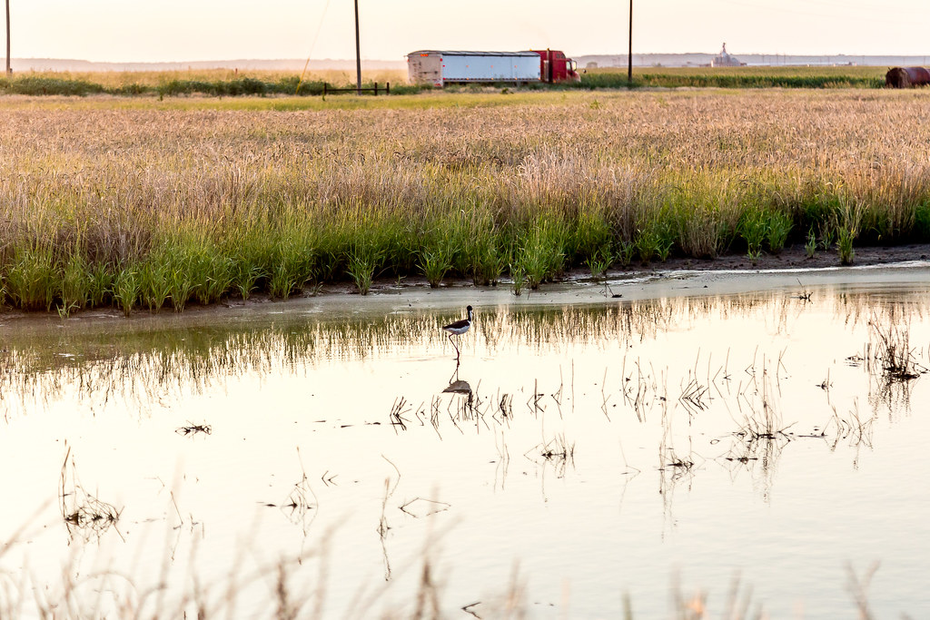 6-9-16 HPH Texas Harvest Photos - Laura-7