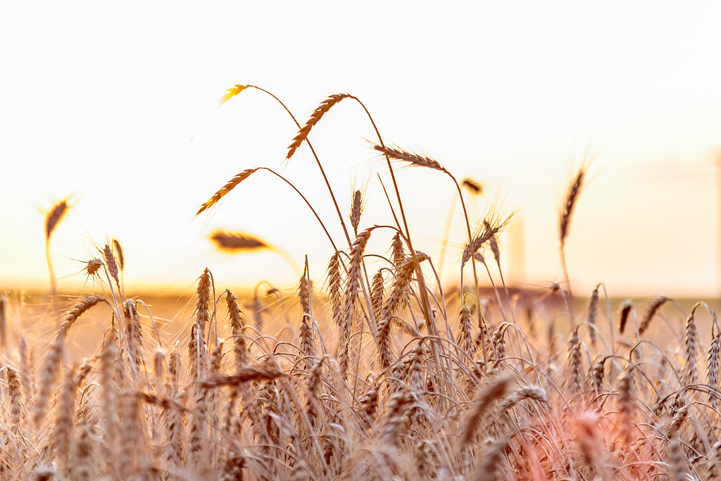 6-9-16 HPH Texas Harvest Photos - Laura-8