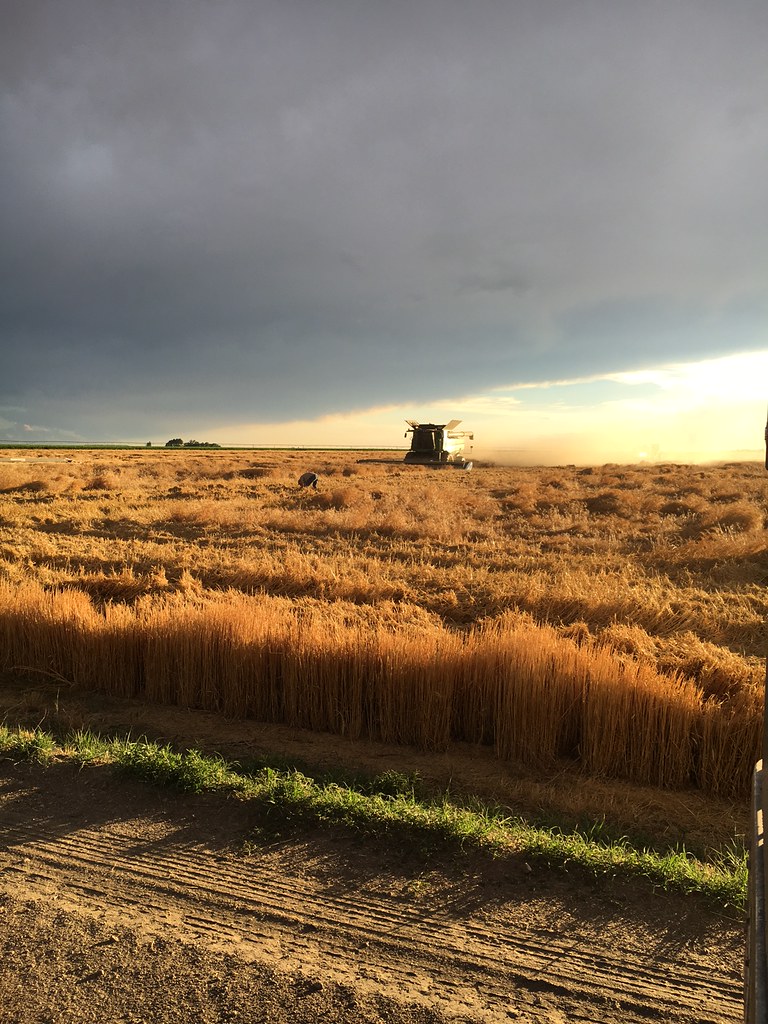 HPH - 2016 - Scott City, Kansas (Henry)