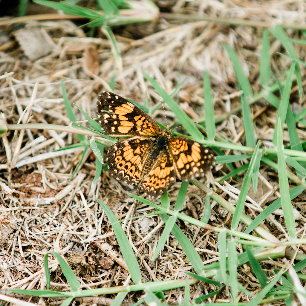 High Pains Harvesting 2018 (Laura