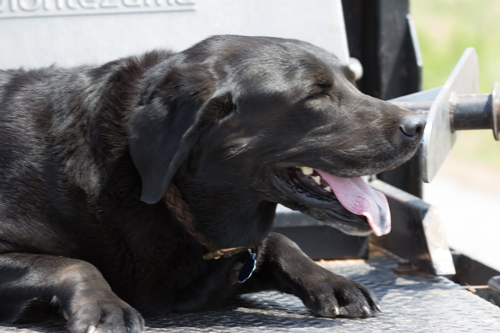 High Pains Harvesting 2018 (Laura