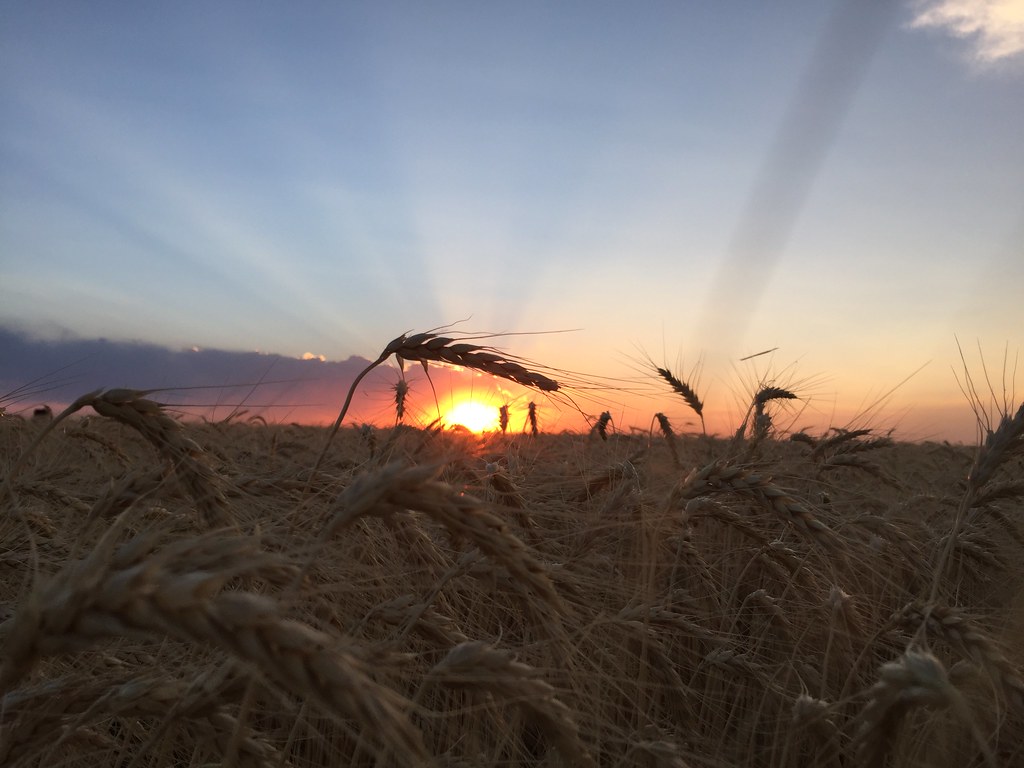 Z Crew: Because it's what harvesters do.