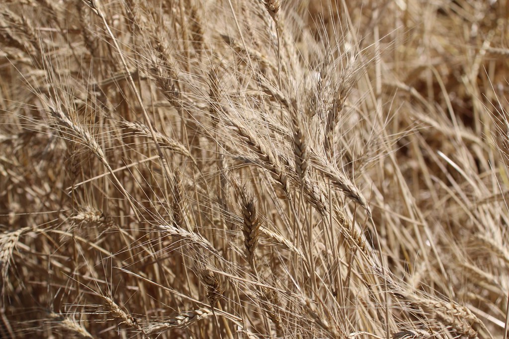 HPH-2016-Morgan County, Colorado