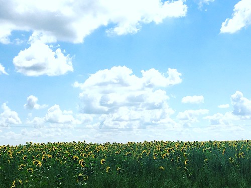 Literally stopped alongside the road to photograph some sunflowers.