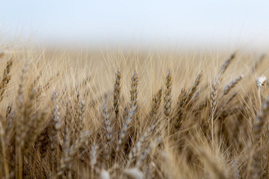 HPH-2016-Sharon Springs 1st Supper (Laura)-7