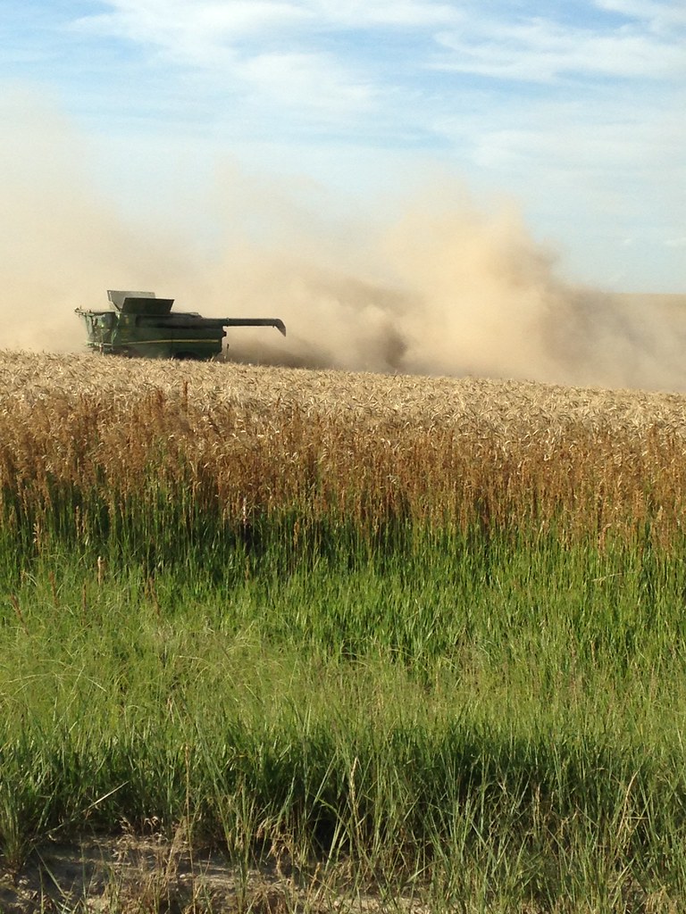 2016 - HPH - Hoxie (Jill)