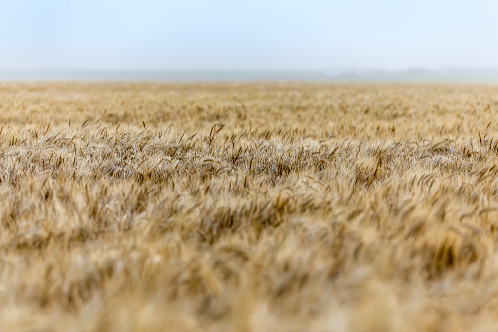 HPH-2016-Sharon Springs 1st Supper (Laura)-8