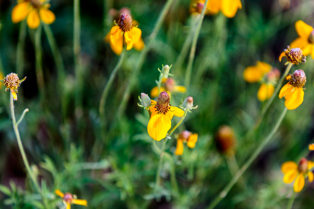 HPH-2016-Sharon Springs (Laura)-6