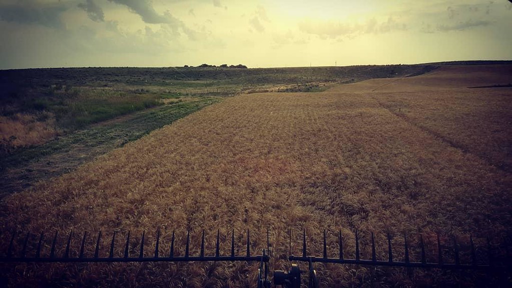 Schemper Harvesting 2018