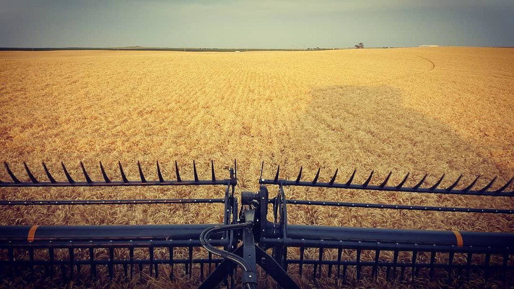 Schemper Harvesting 2018