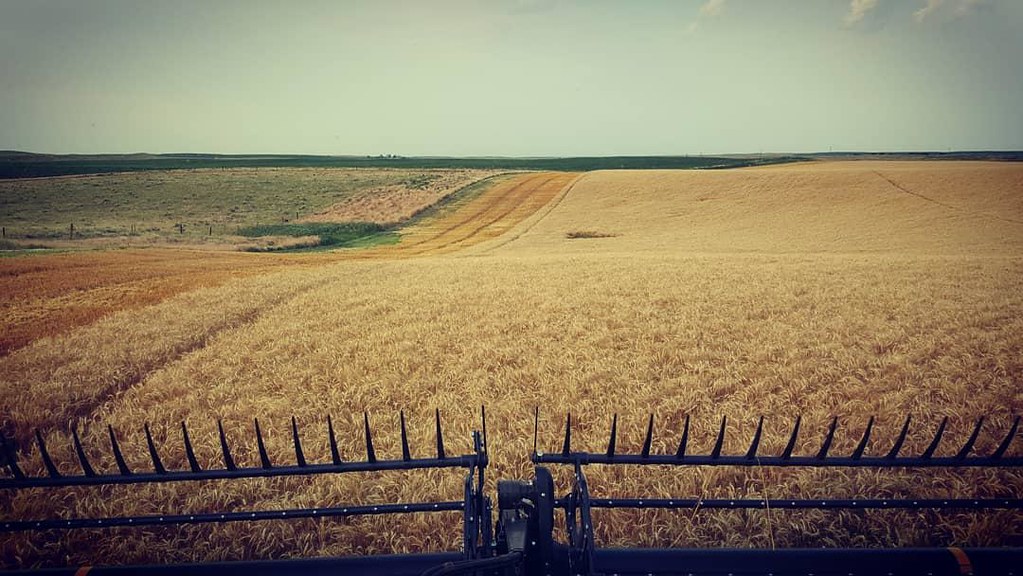 Schemper Harvesting 2018