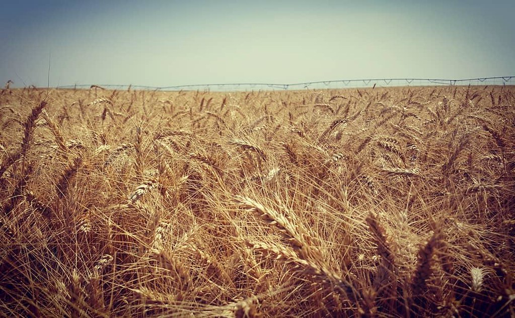 Schemper Harvesting 2018