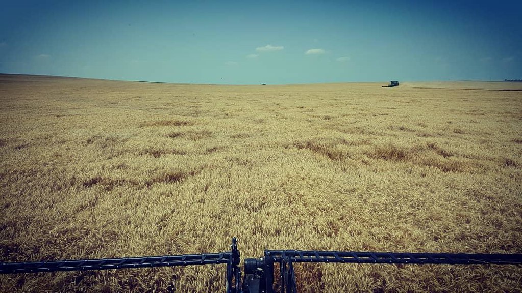 Schemper Harvesting 2018