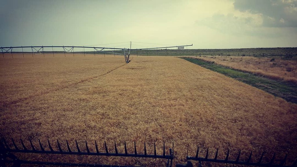 Schemper Harvesting 2018