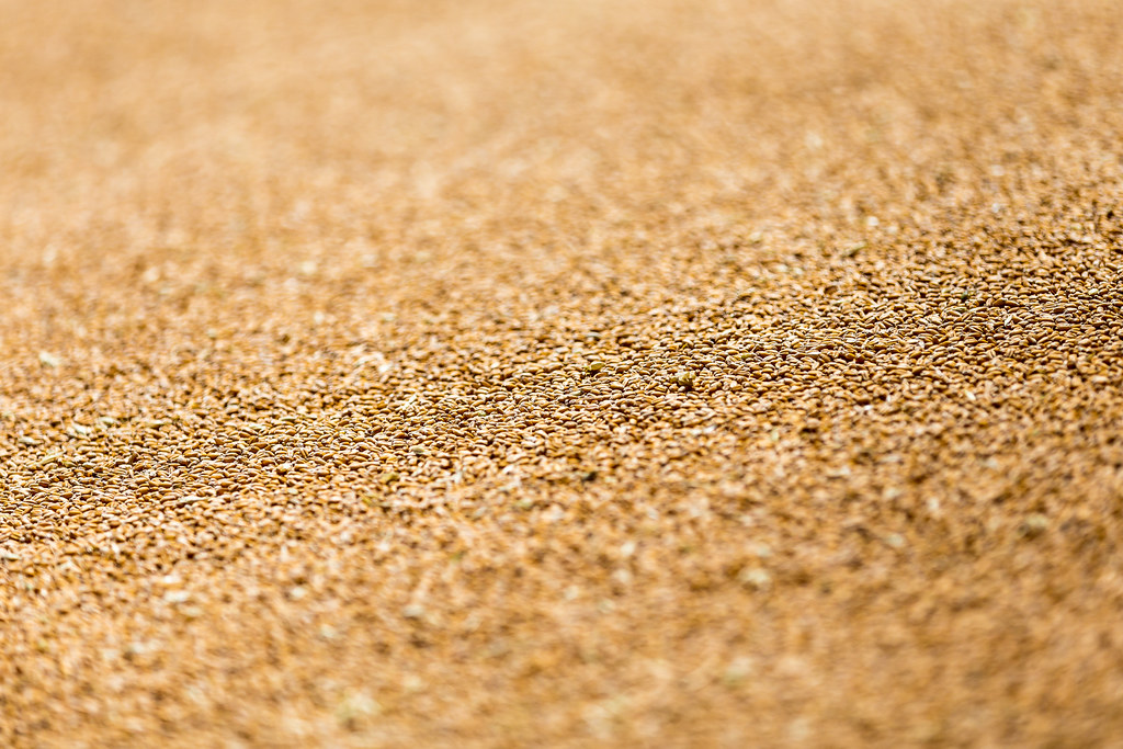 HPH-2016-Brush Monday (Laura)