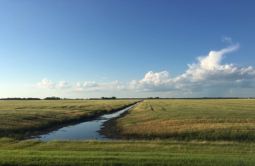The wheat is still a little green up here!