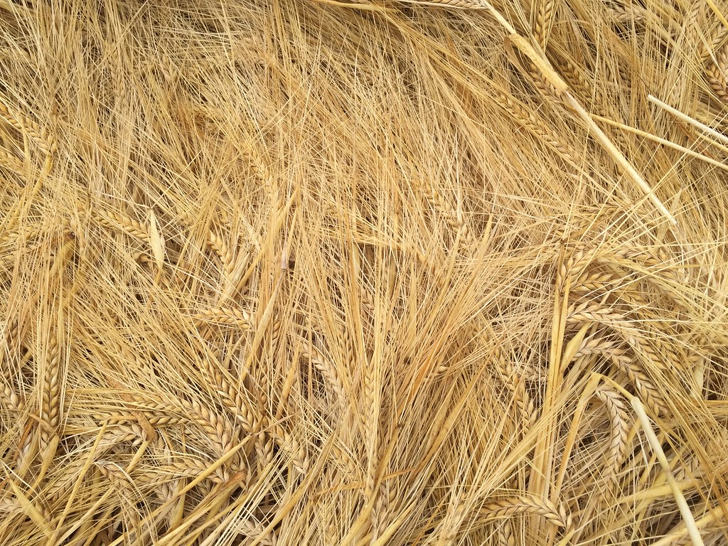 Z Crew: Because it's what harvesters do!