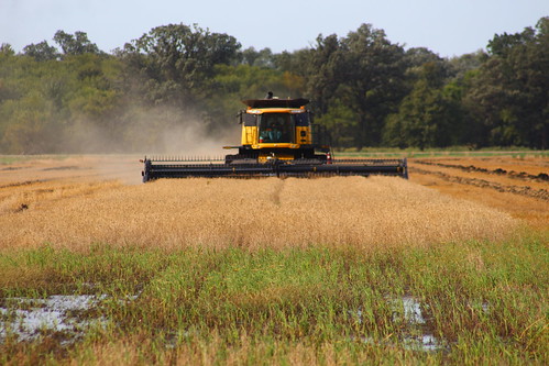 A wheat field or a puddle?