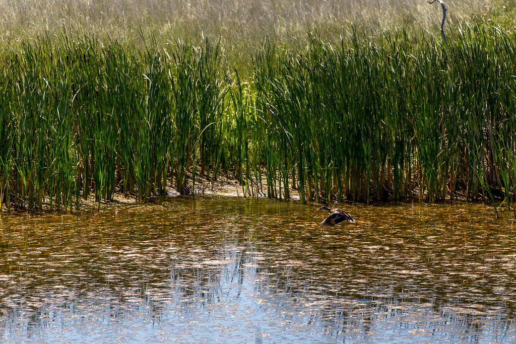 HPH-2016-North Dakota (Laura)