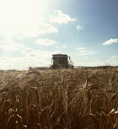 Barley is itchy but at least it's pretty.