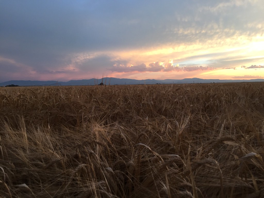 Z Crew: Because it's what harvesters do!