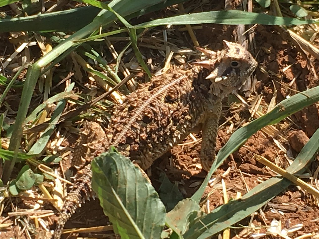 High Plains Harvesting 2018 (James)