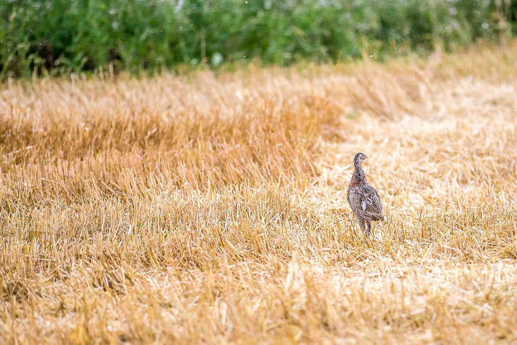 HPH-2016-North Dakota (Laura)