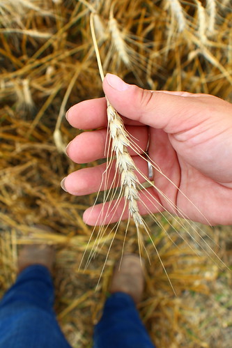 Checking out the wheat.