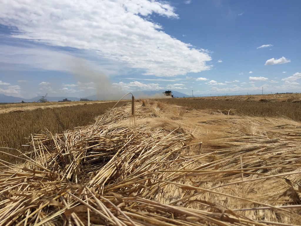 Z Crew: Because it's what harvesters do!