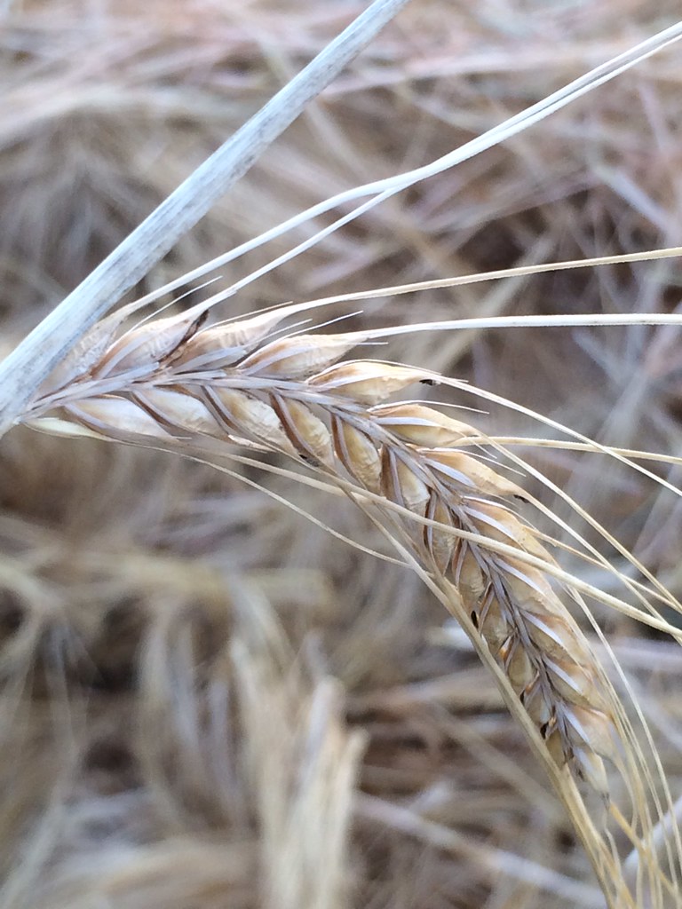 Z Crew: Because it's what harvesters do!