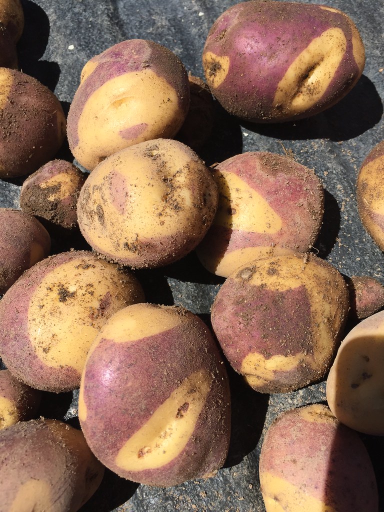 Z Crew: Because it's what harvester's do.