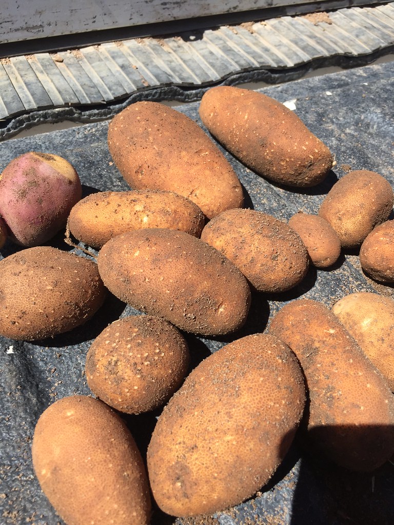 Z Crew: Because it's what harvester's do.