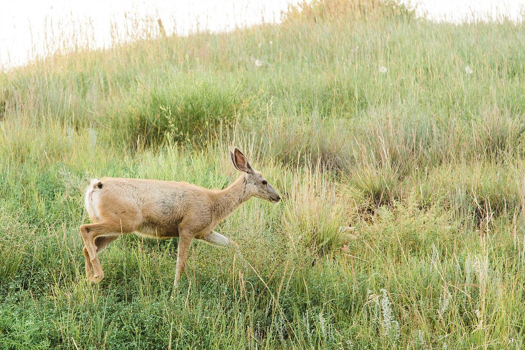 2018 High Plains Harvesting