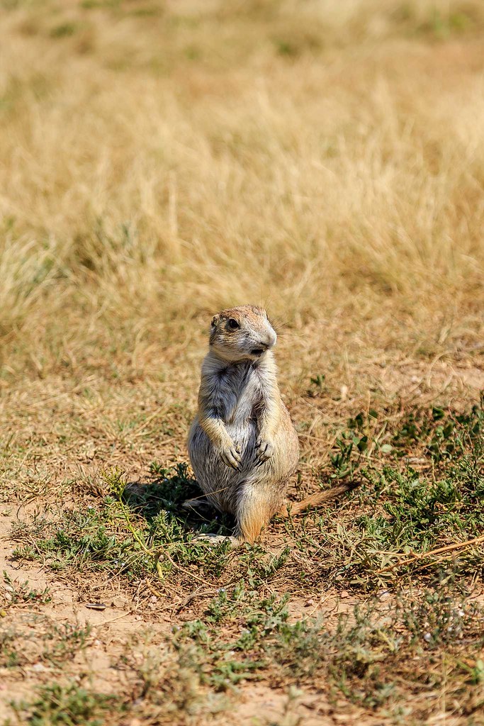 2018 High Plains Harvesting