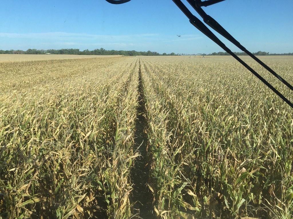 HPH-2016-Corn Harvest (Pieter)