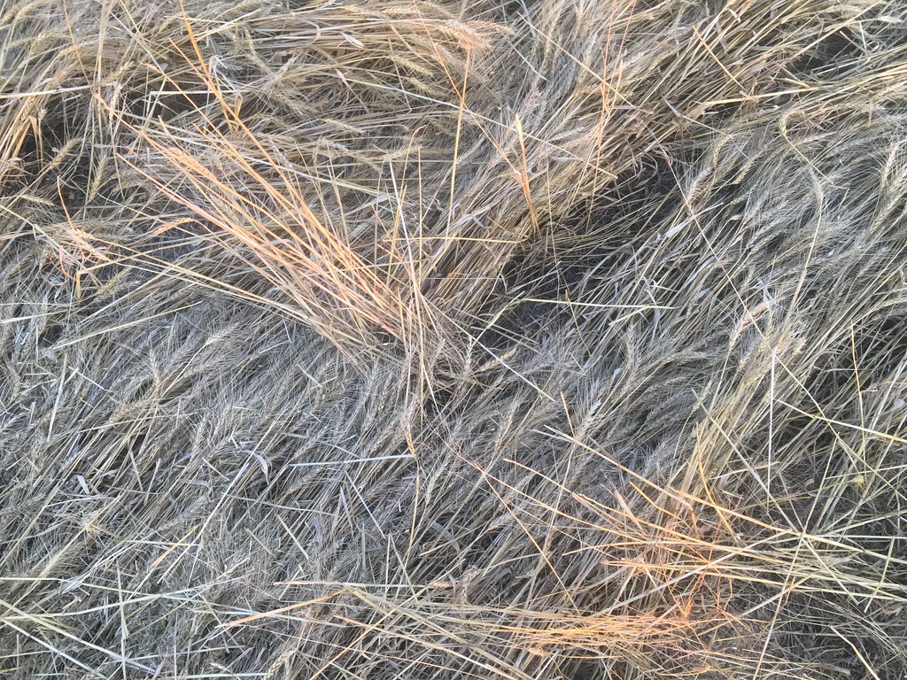 High Plains Harvesting 2018 (Laura)