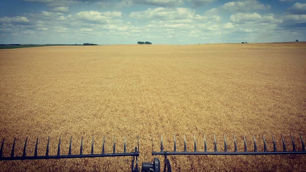 Schemper Harvesting 2018