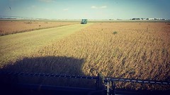 Schemper Harvesting 2018