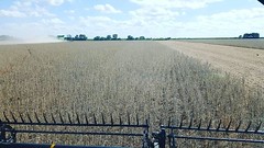 Schemper Harvesting 2018