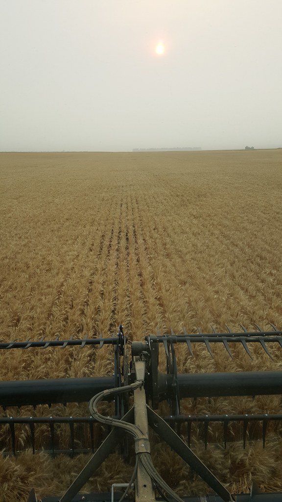 Schemper Harvesting