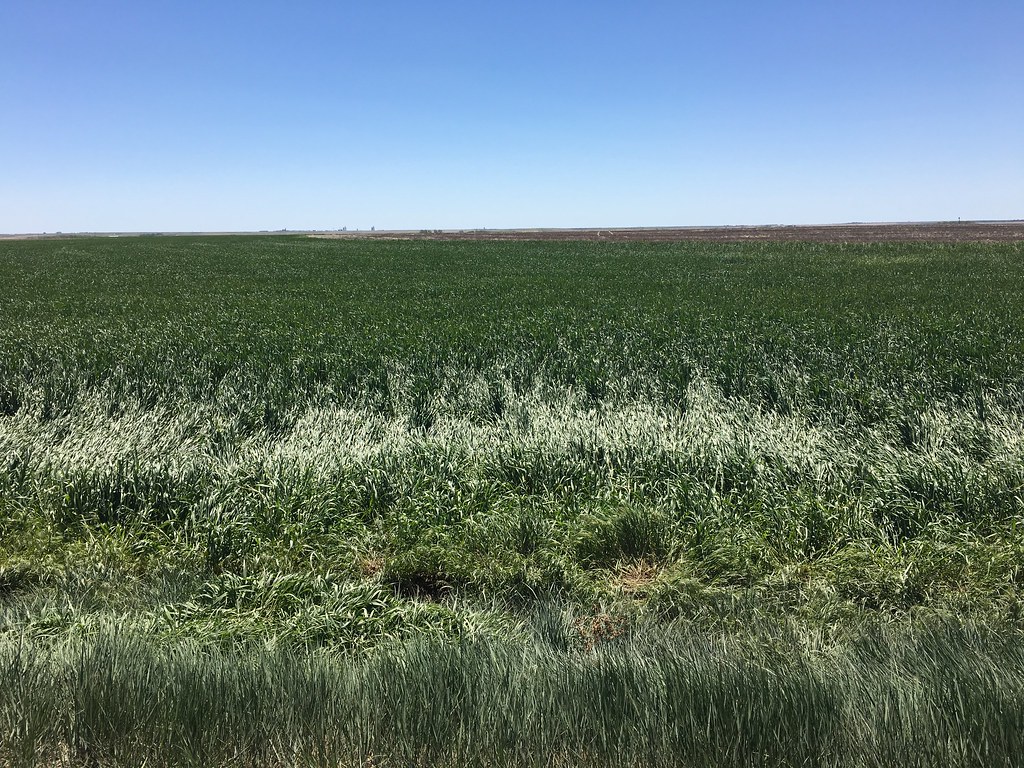 HPH-2017 Blizzard (Photo Contributed by Laura)