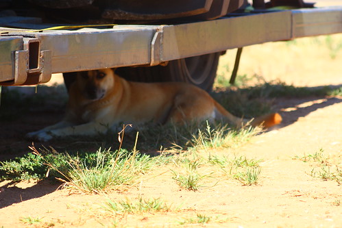 Pup Susie, enjoying some nice shade.