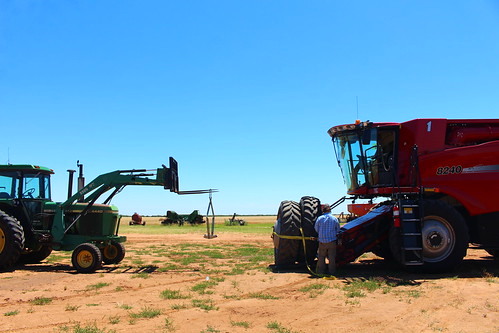 Putting the duels on.