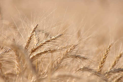 I dream of wheat.