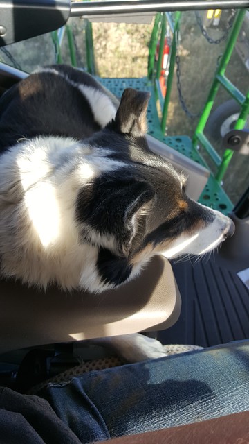 Schemper 2017 - Kansas Wheat Harvest