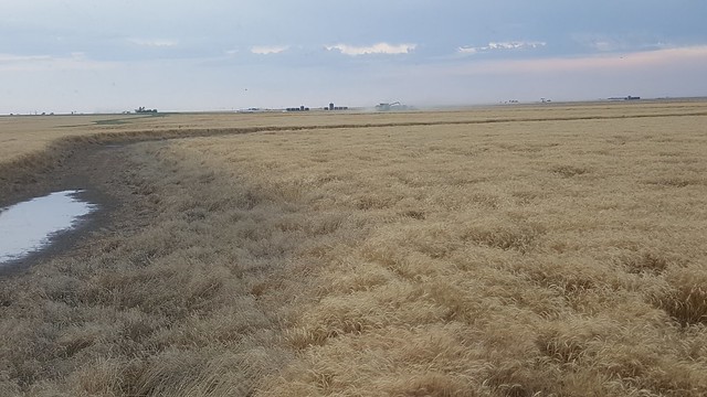 Schemper 2017 - Kansas Wheat Harvest