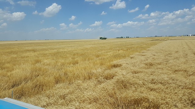 Schemper 2017 - Kansas Wheat Harvest