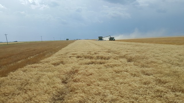 Schemper 2017 - Kansas Wheat Harvest