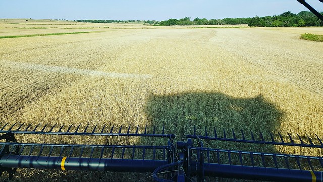 dry grain after a rain
